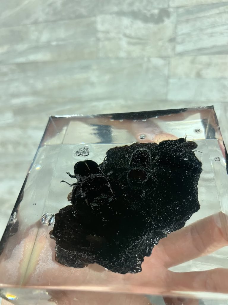 ヒラタクワガタ