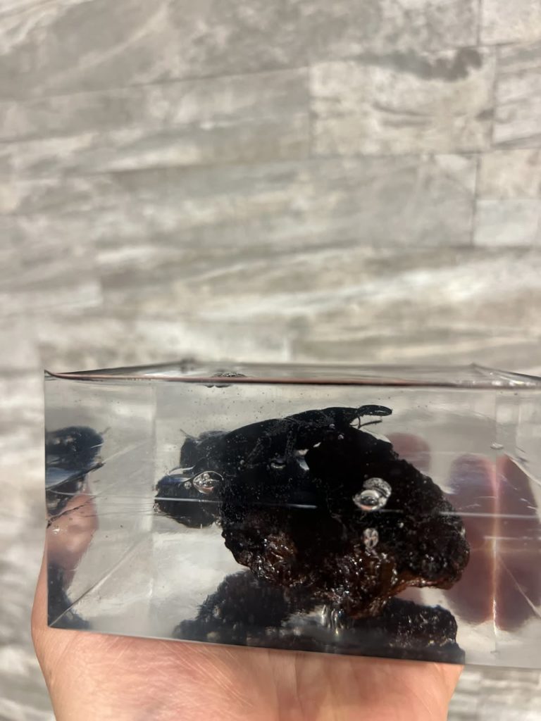 ヒラタクワガタ